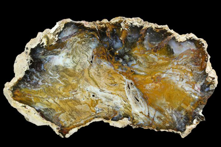 Colorful, Hubbard Basin Petrified Wood Slab #124230